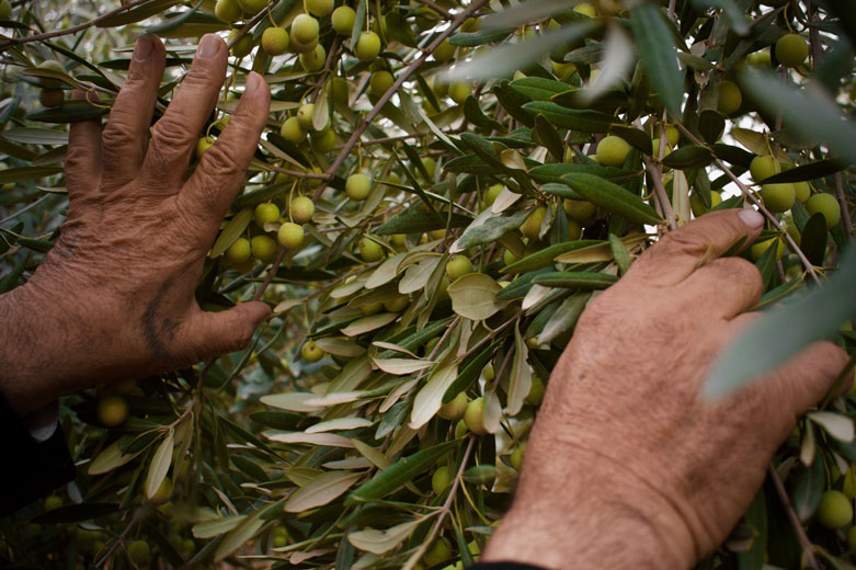 Olive farm in Koya.